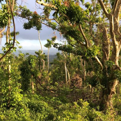 Caribbean Forest